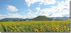 Sunflowers_France